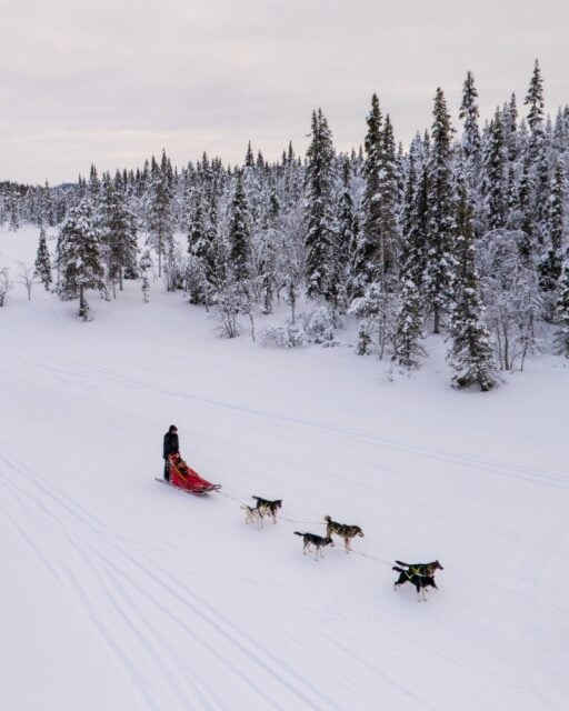 A few snapshots from one of our most unique adventures: a 4-day dogsledding trip through Sámi country (Sápmi) in Northern Sweden ❄️

For thousands of years, dogsledding has been an essential form of Arctic transport for Indigenous communities, used to travel, hunt, and survive in some of the harshest conditions on earth. Huskies are bred specifically for this environment, capable of running for hours across frozen landscapes + hauling several hundred kilos as a team.

To experience it for ourselves, we took a 15hr train from Stockholm to Kiruna, drove 2hrs deep into the wilderness, and then caught a snowmobile the final kilometres to reach a remote kennel with about 50 dogs. Our first day was spent learning the basics: how to harness the huskies, attach them to the sled, and steer + brake properly. 

And then, we set off into the wilderness with our team of 6 dogs, travelling through snowy forests + across frozen lakes. 

James + I shared the sled, taking turns driving while the other sat bundled up inside, eyelashes freezing into icicles in the -30°C (-22°F) chill for hours at a time.

It was unbelievably remote, the conditions were challenging, and the cold was brutal, but through it all, we formed a real bond with our team— particularly surprising given that I’m usually very scared of dogs (pictured several times here is my beloved Reisling, the best doggie 🐕🖤)

It was a surprising + unexpected adventure, but such a special way to experience wild + beautiful Sápmi*

*we learned that Sápmi is the traditional + often preferred term (over “Lapland”) for the region of northern Norway, Sweden, Finland, and Russia inhabited by the Indigenous Sámi people

—
#sweden #kiruna #dogsledding #sápmi #lapland
