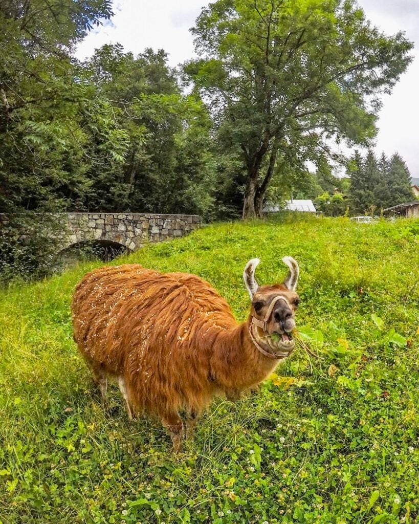 Llama on the Tour du Mont Blanc