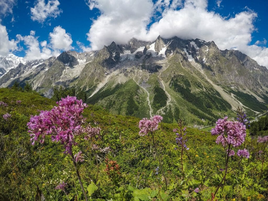 Wildflowers on the Tour du Mont Blanc