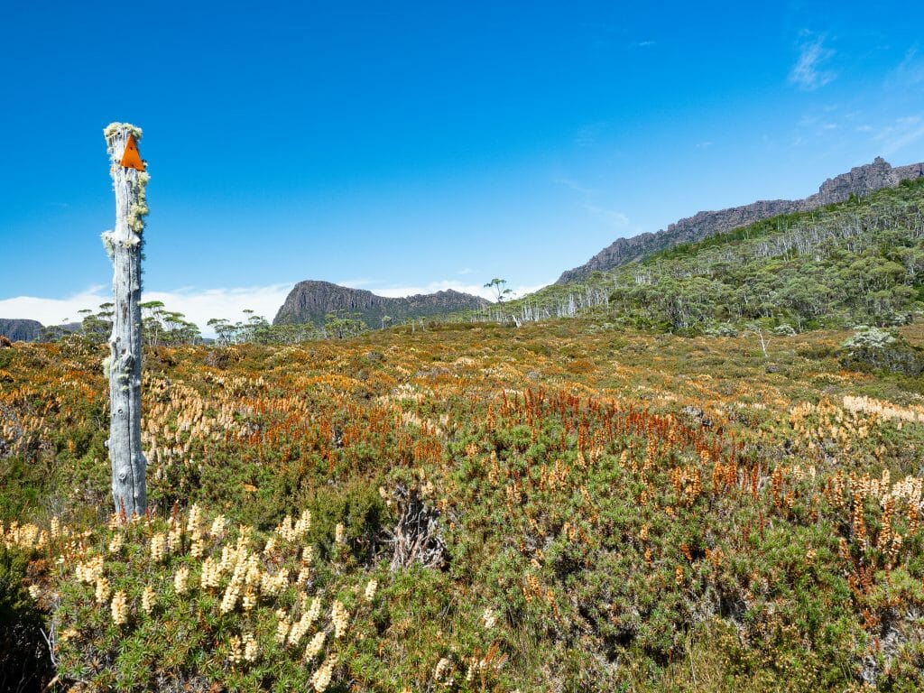 Pelion Gap, Day 4 of the Overland Track