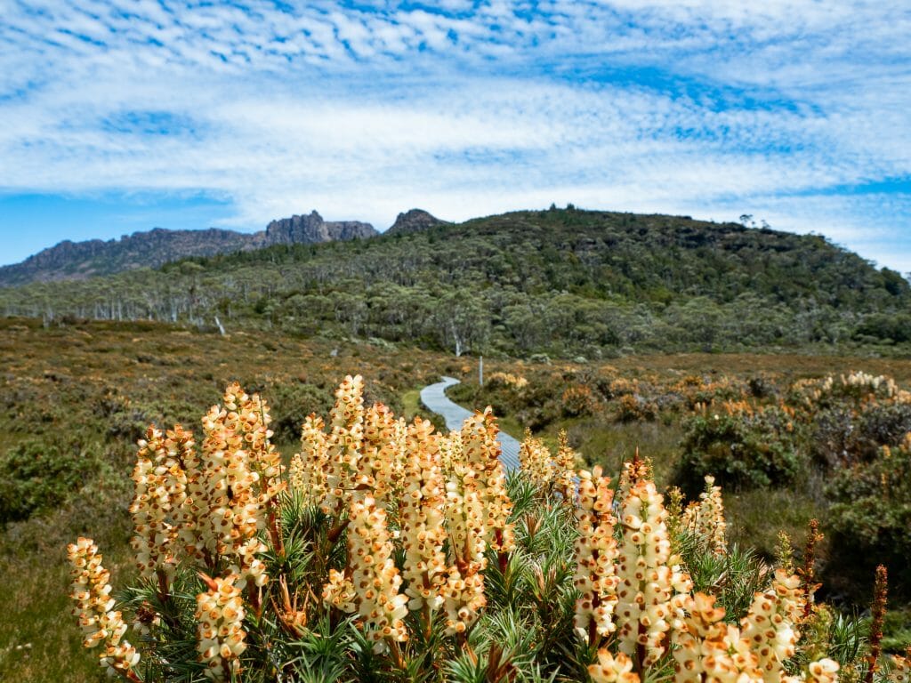 Mt Ossa, Overland Track