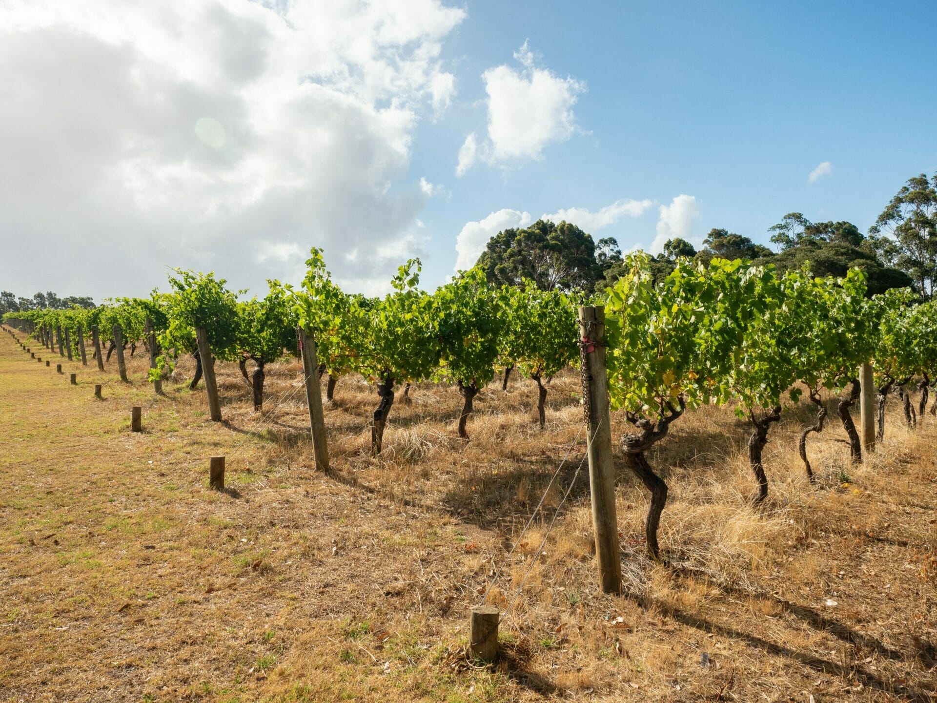 Vineyard Margaret River Western Australia 