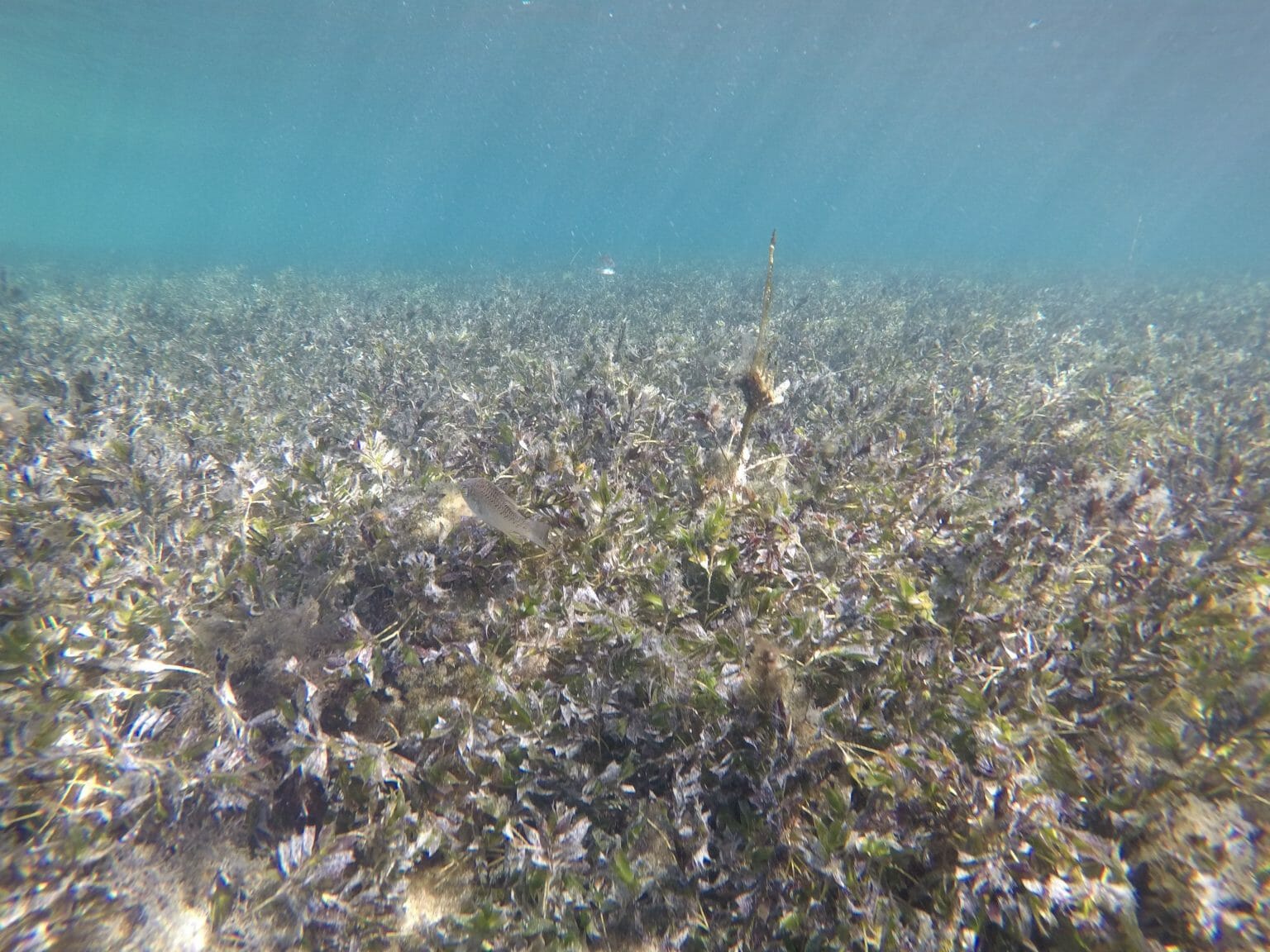 Rotto travel guide: the perfect day trip to Rottnest Island, Western ...