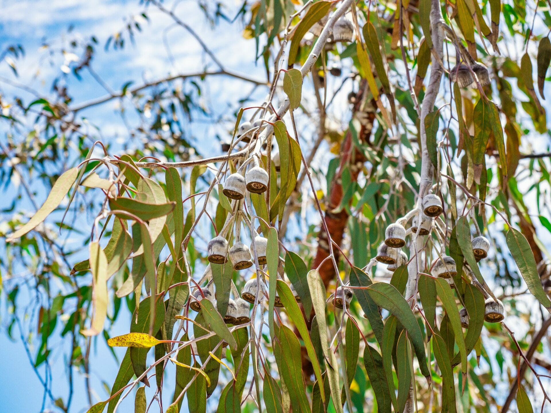Gumnuts on tree Perth Western Australia