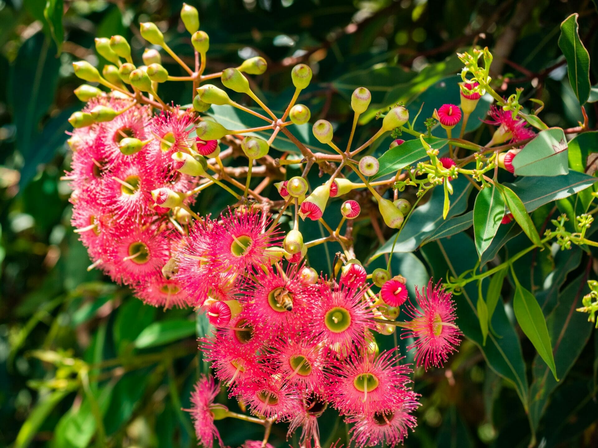 Red gum tree Perth Western Australia