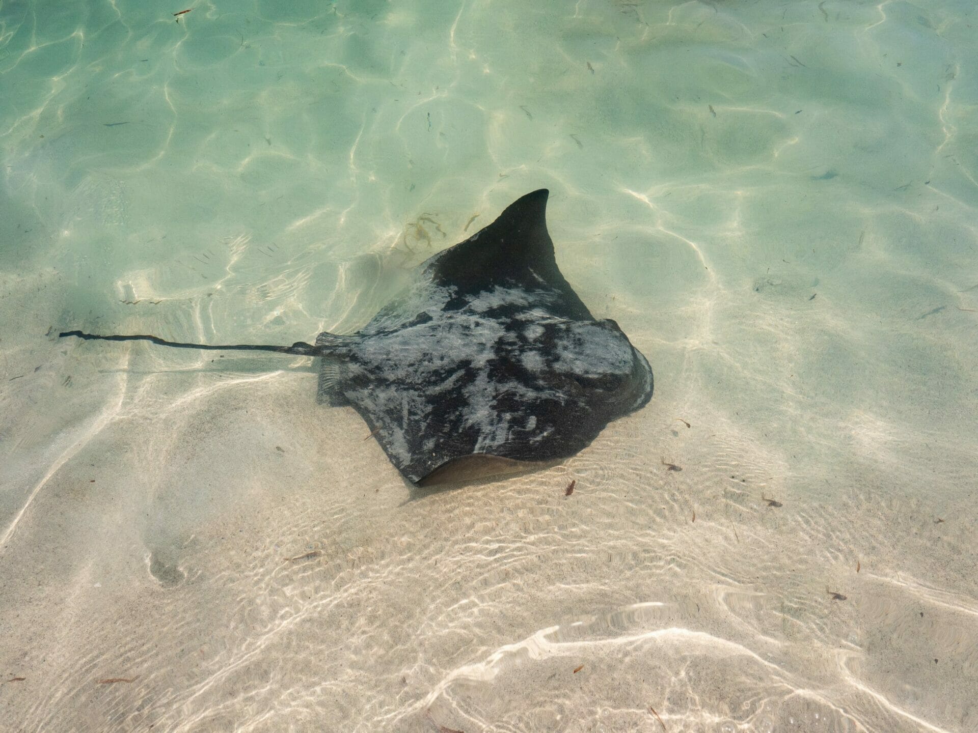 Stingray Hamelin Bay Western Australia