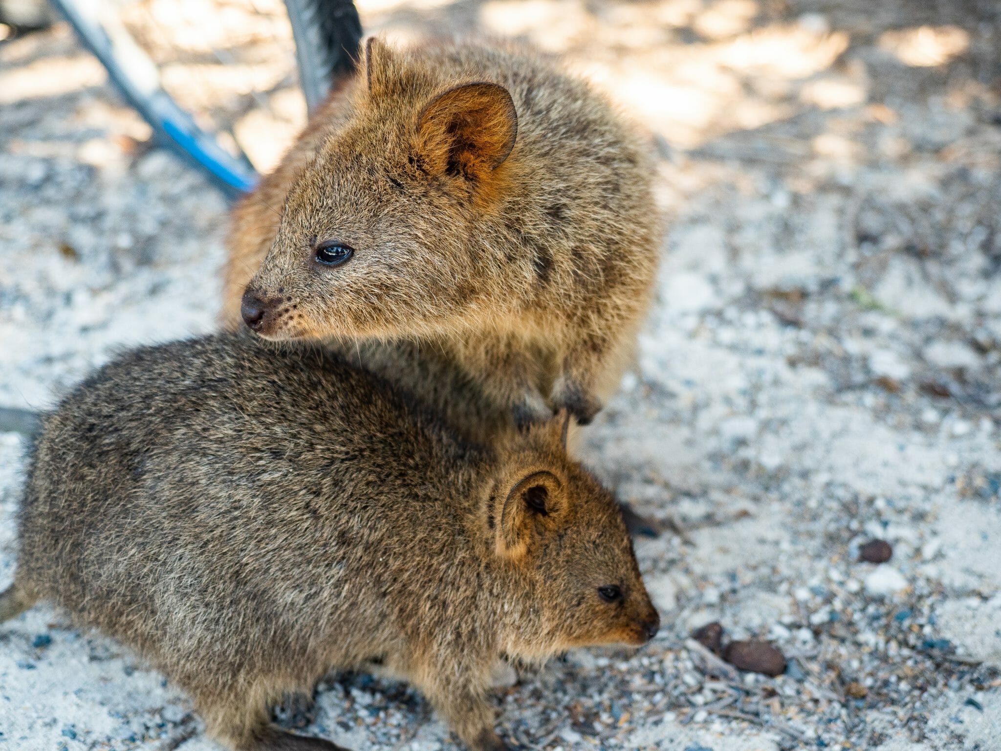 Rotto travel guide: the perfect day trip to Rottnest Island, Western ...