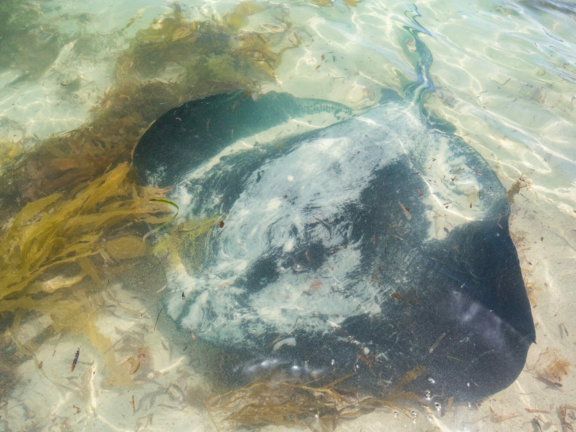 Stingray Hamelin Bay Western Australia