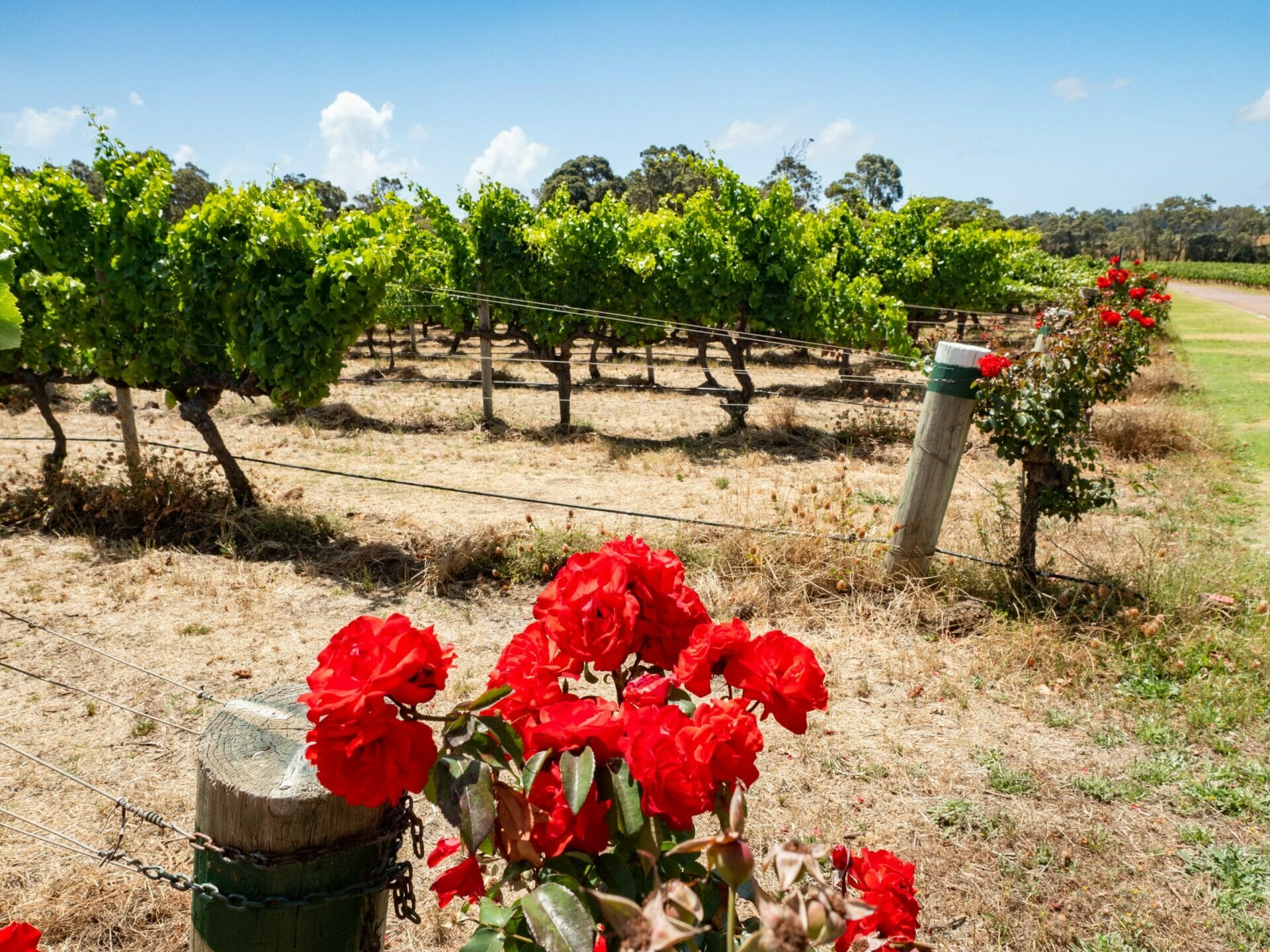 Red roses vineyard Margaret River Western Australia 