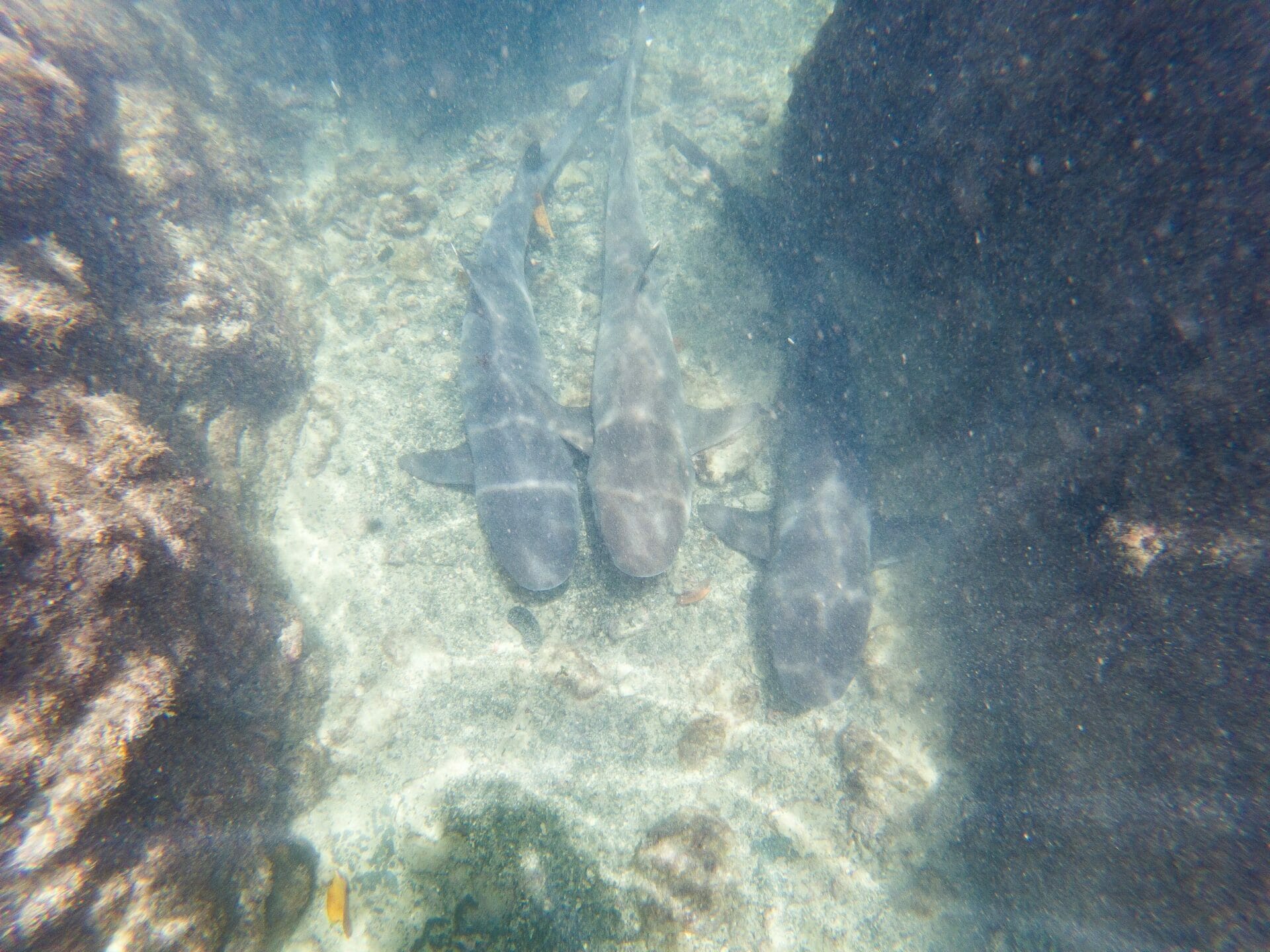 White-tip reef sharks swimming at Las Tintoreras