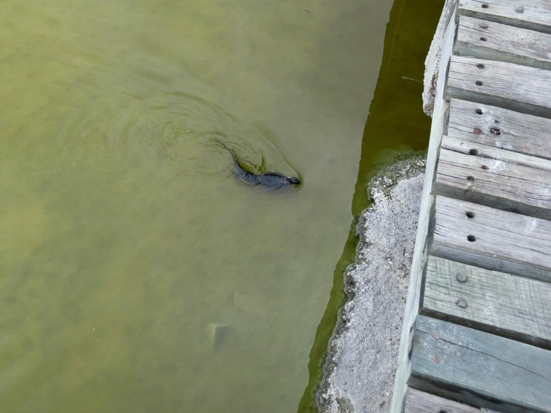 Marine iguana swimming through green lagoon Isla Isabela