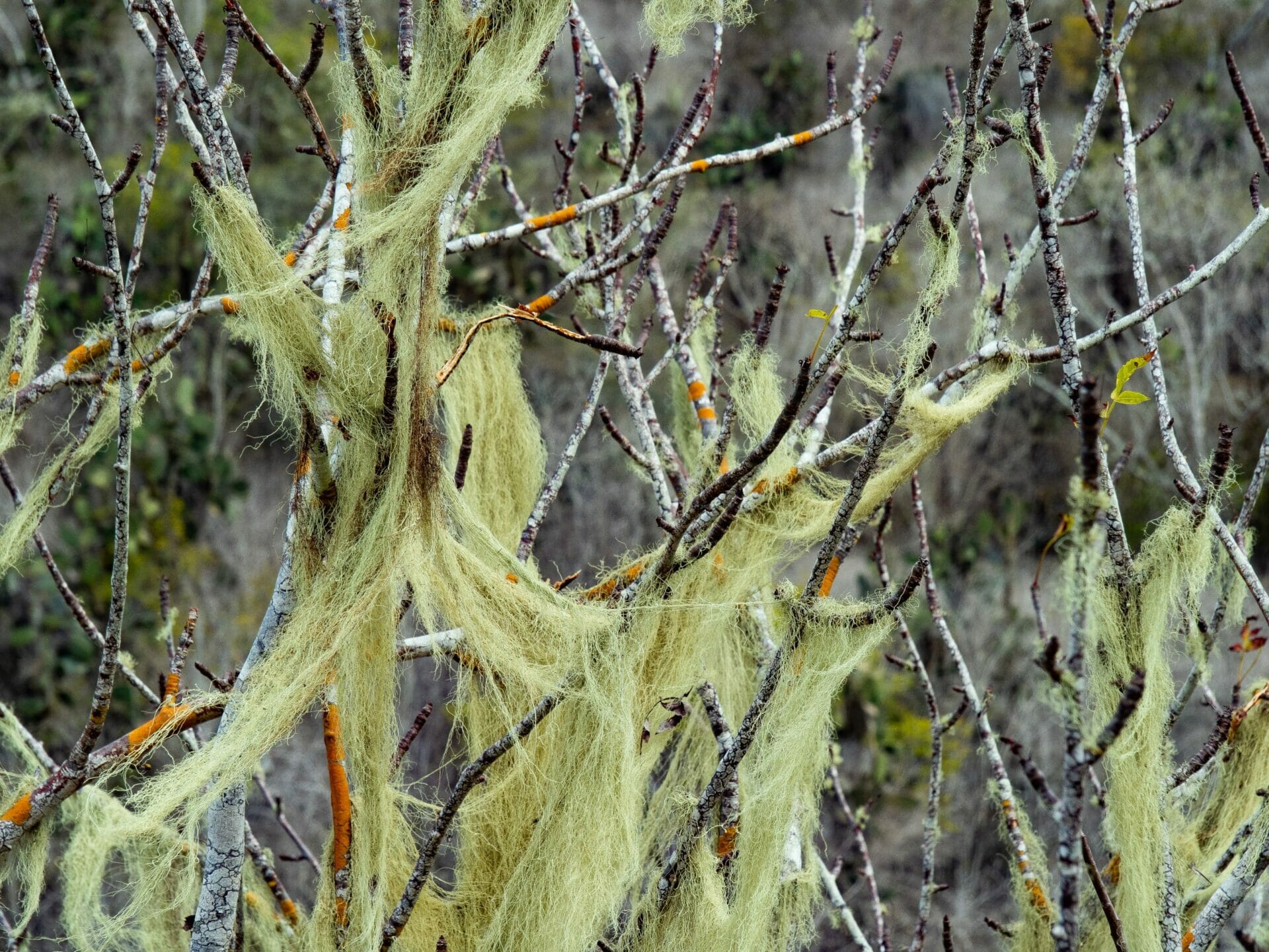 Spanish moss on tree Isla Isabela