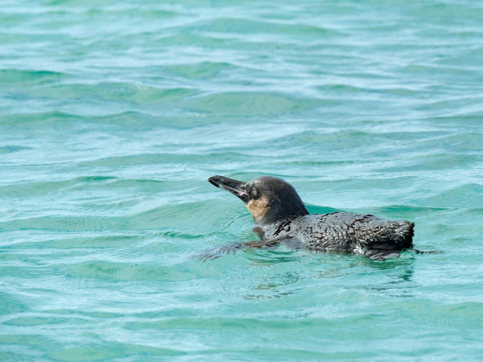 Galápagos Penguin swimming in blue water