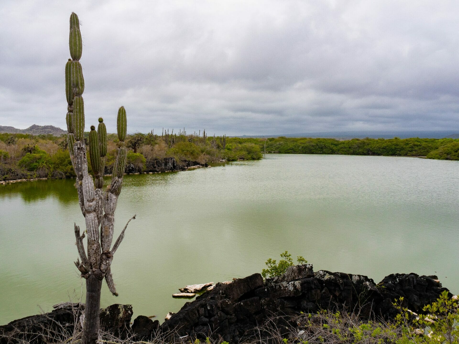 Green lagoon on Isla Isabela
