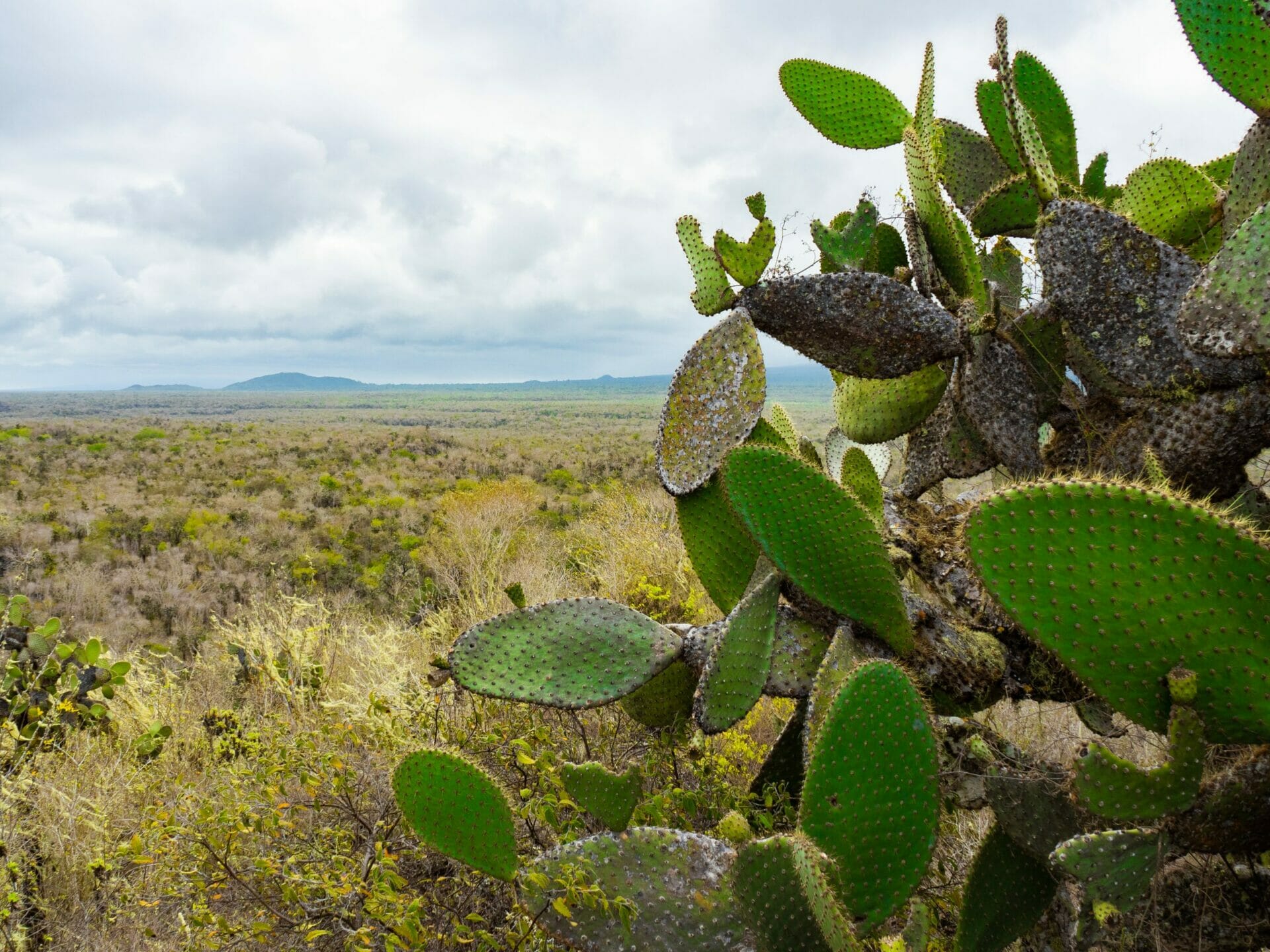 Cacti on Isla Isabela