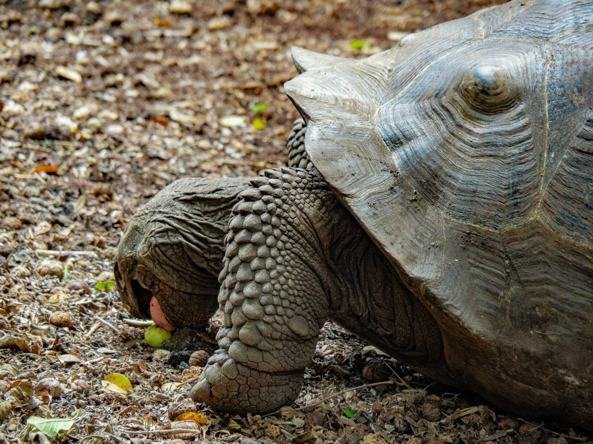 Galápagos tortoise eating fruit Isla Isabela