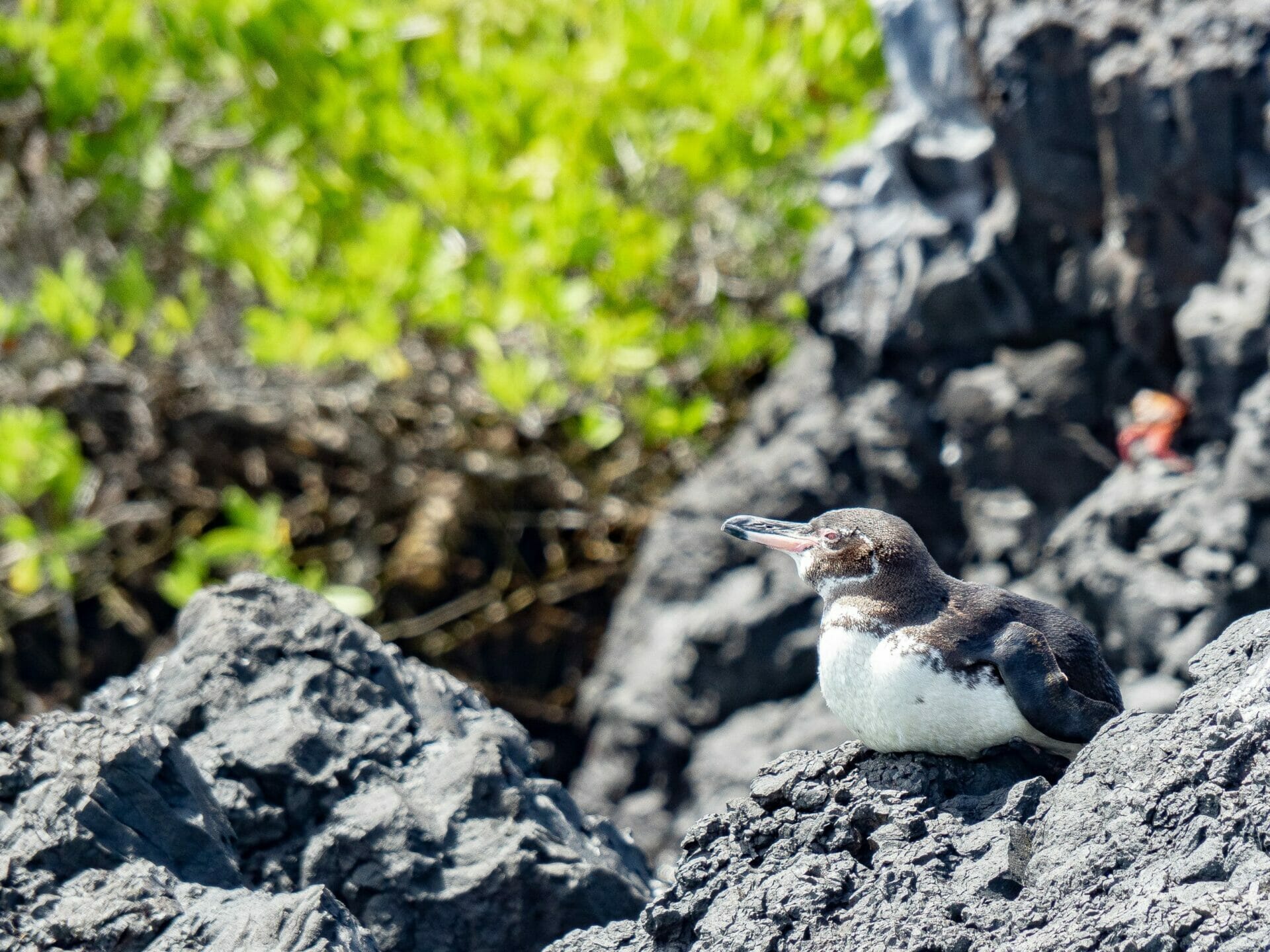 Galápagos Penguin sitting on black volcanic rock