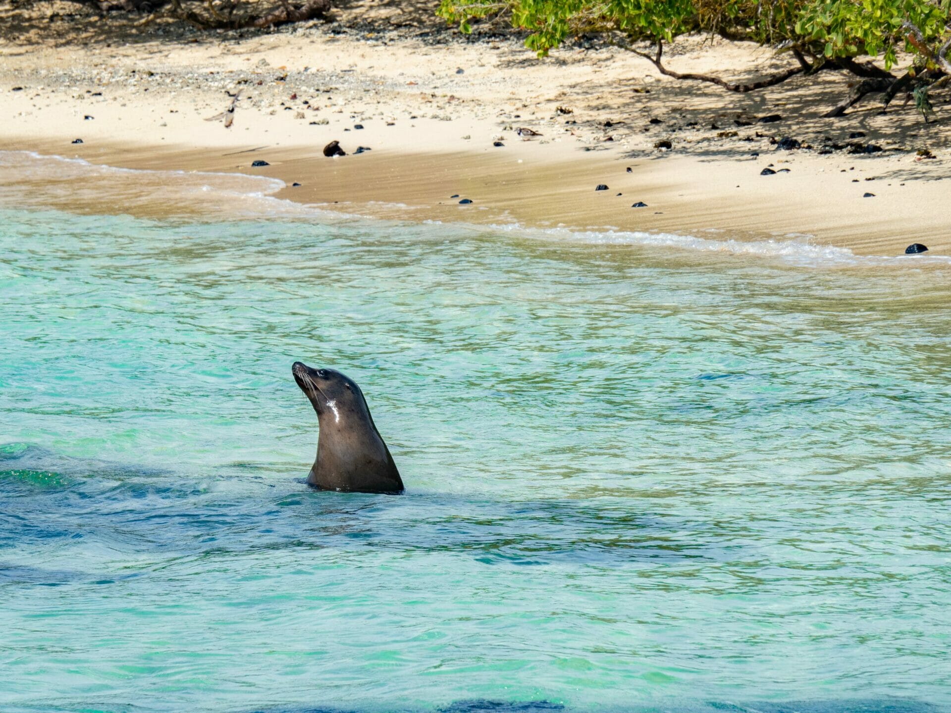 Galápagos Sea Lion swimming in the ocean