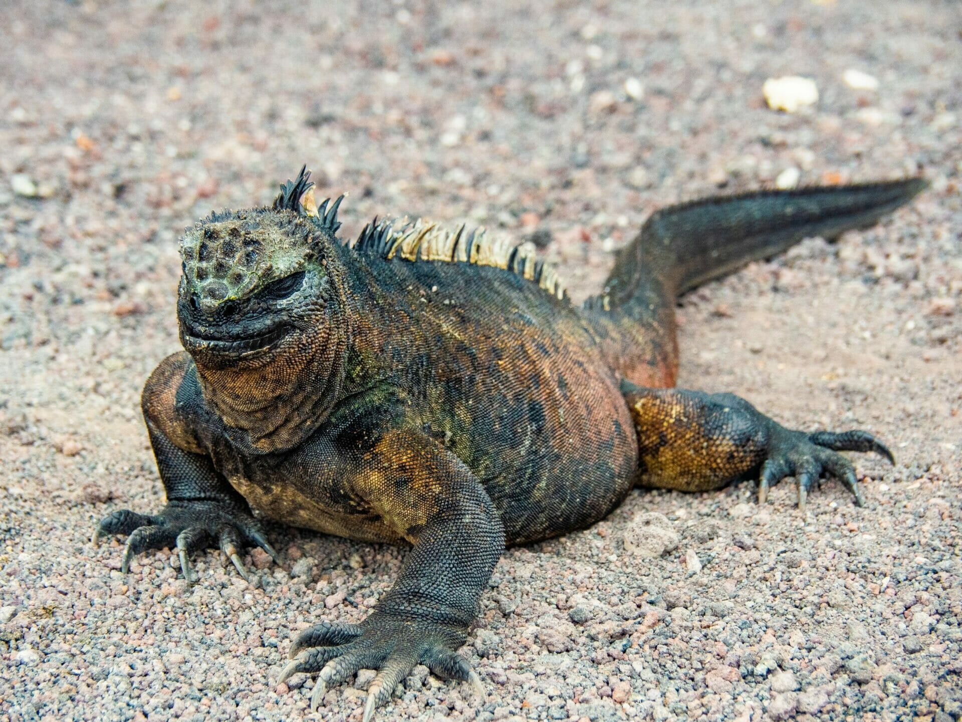 Marine Iguana posing on the sand in Galápagos