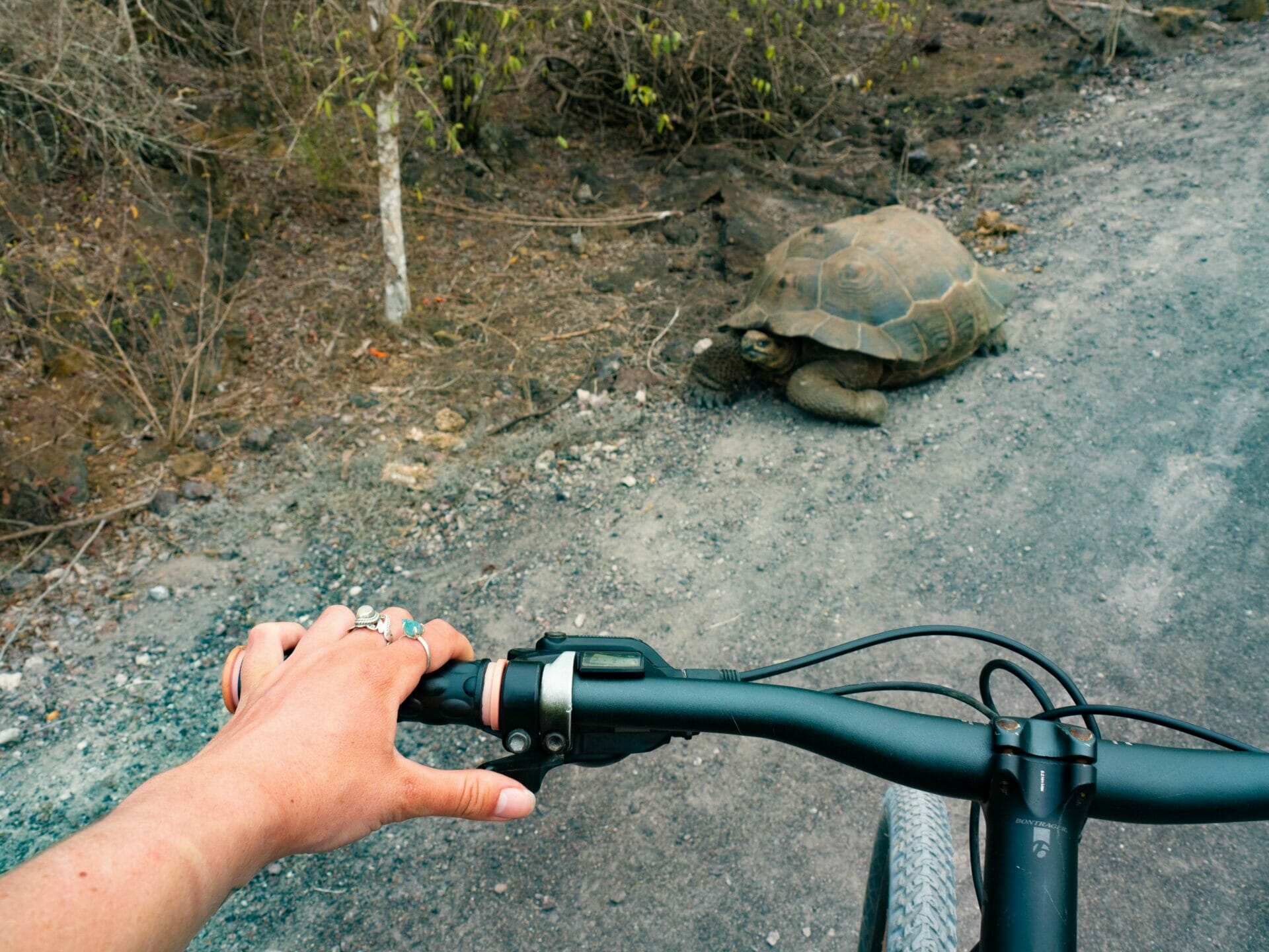 Galápagos tortoise in front of bicycle