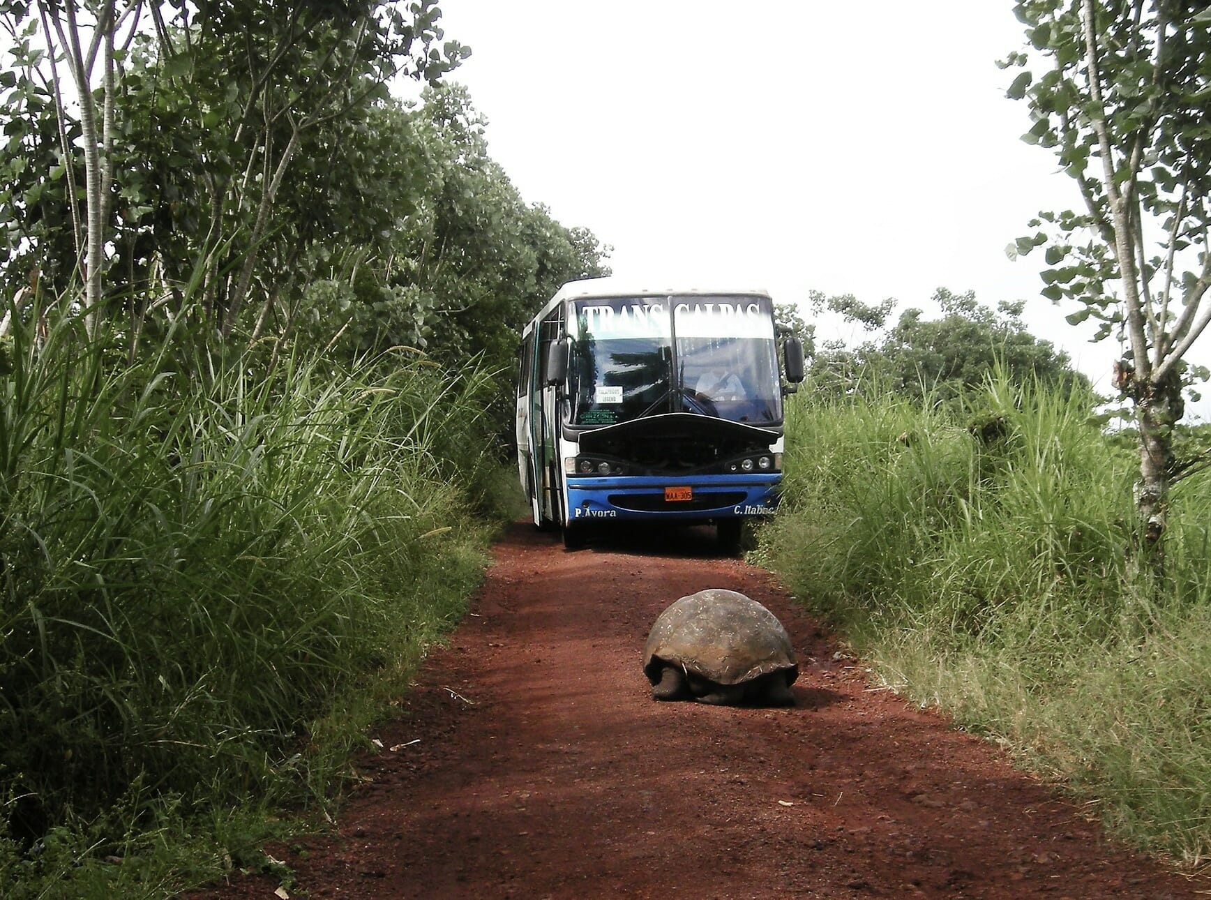 Galápagos tortoise on road in front of bus
