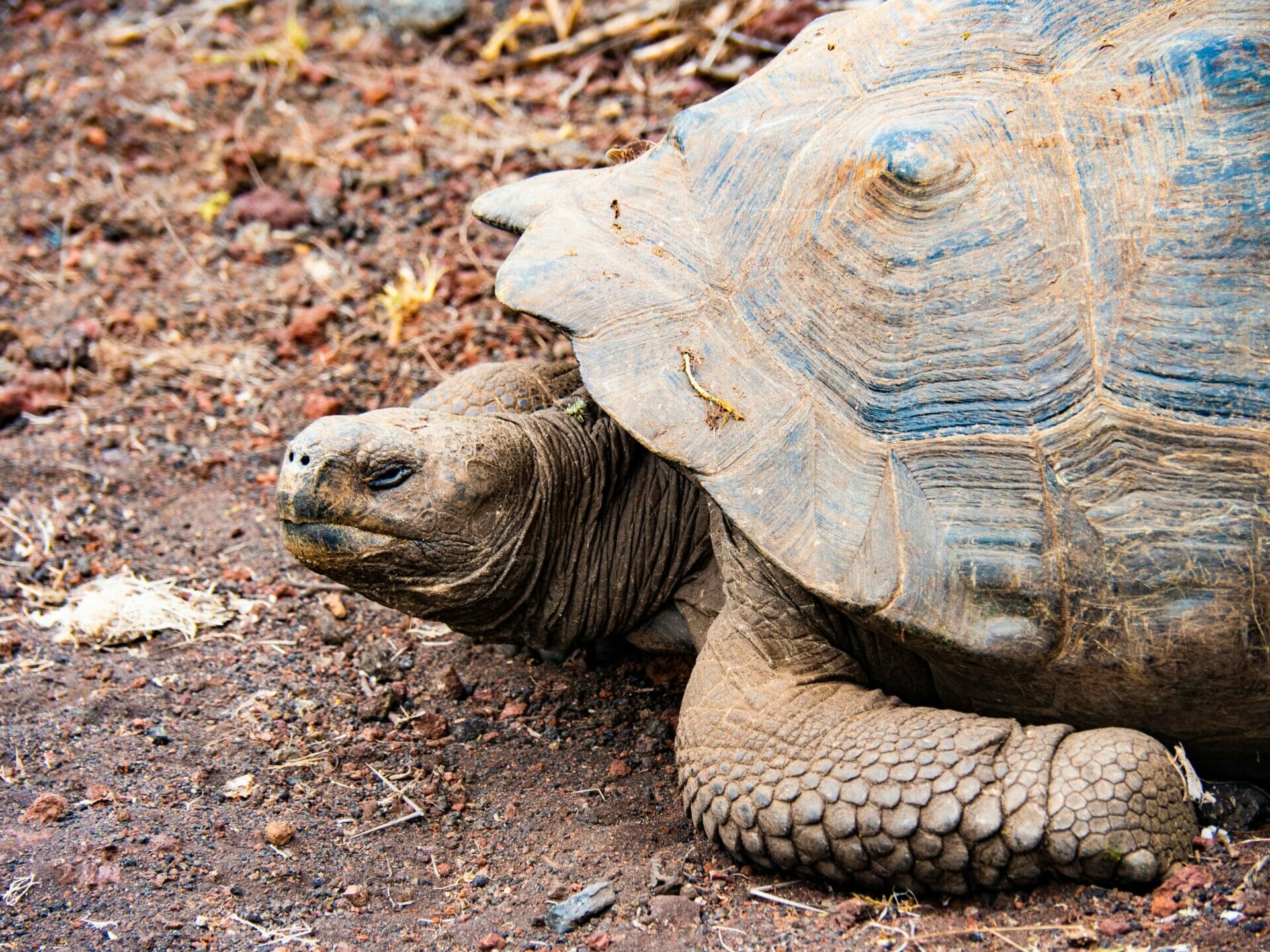 Galápagos tortoise on Isla Isabela
