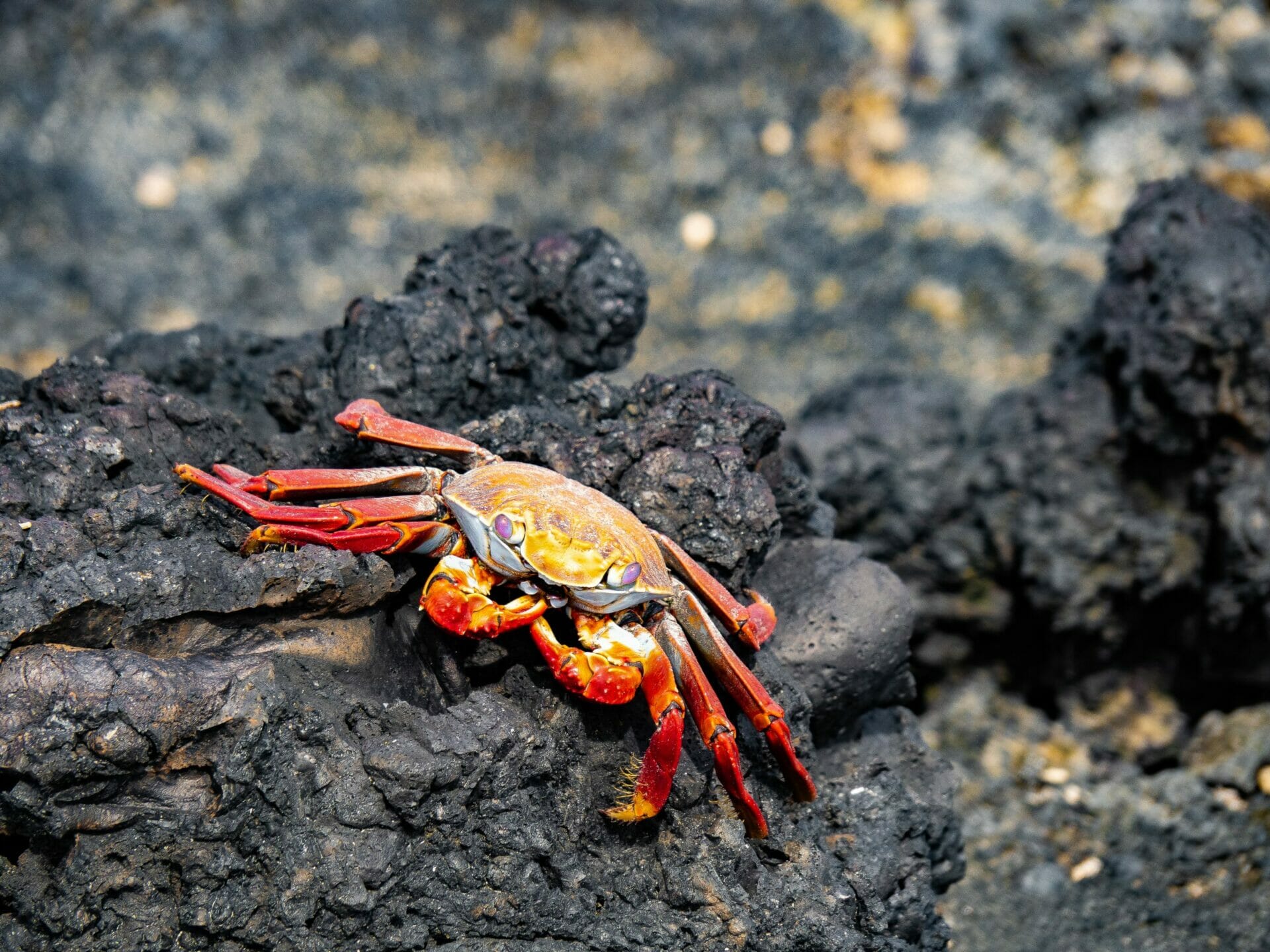 Red Sally Lightfoot Crab on black volcanic rock