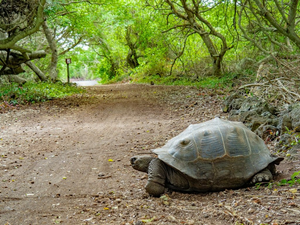 Giant Galápagos tortoise crossing dirt road Isla Isabela