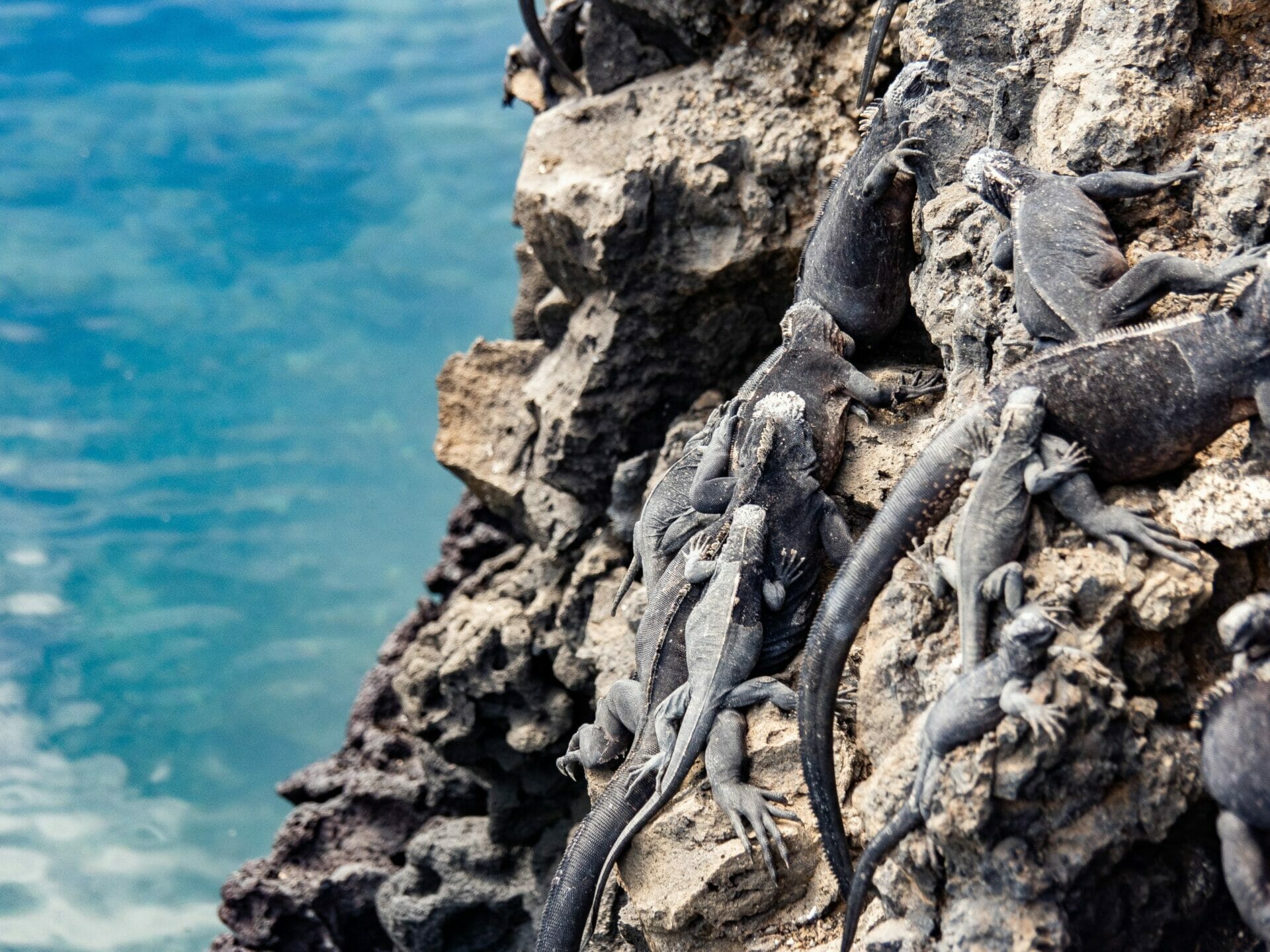 Marine iguanas on volcanic rock over water at Las Tintoreras