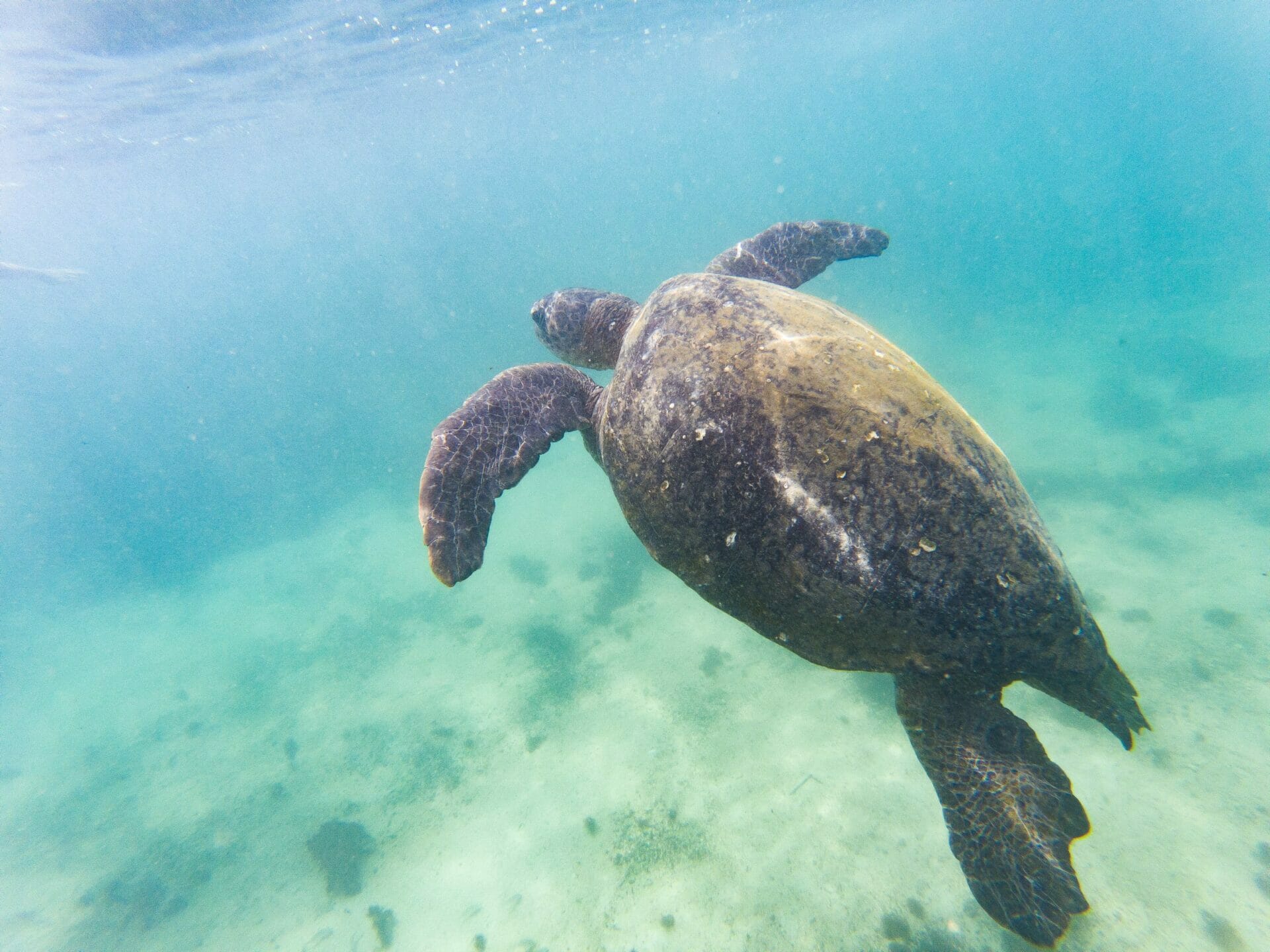 Sea turtle swimming at Las Tintoreras