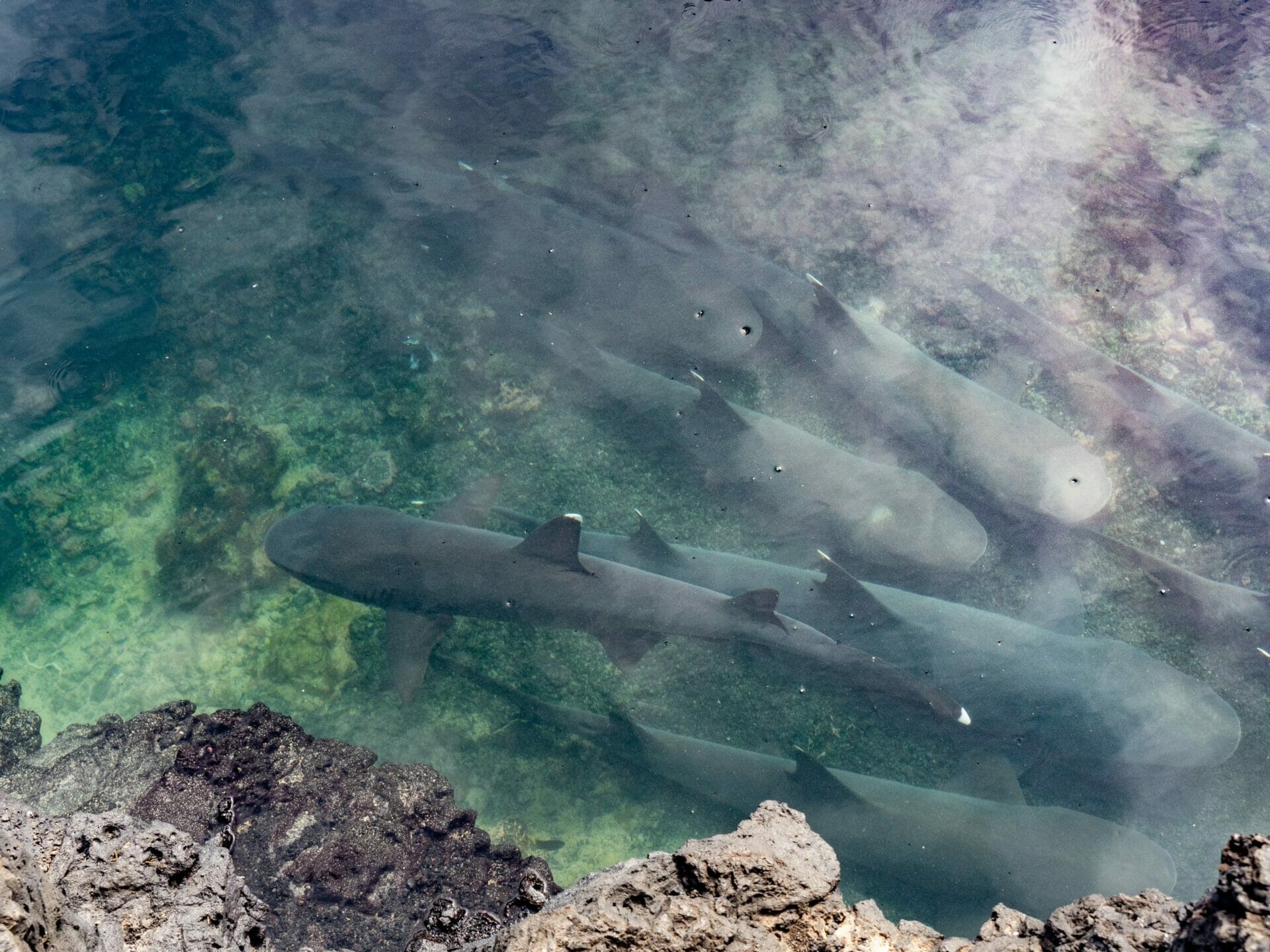 White-tip reef sharks swimming at Las Tintoreras