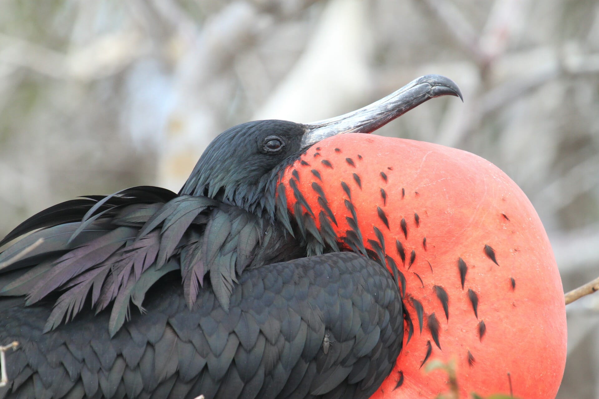 Frigate bird puffing up red neck Galápagos