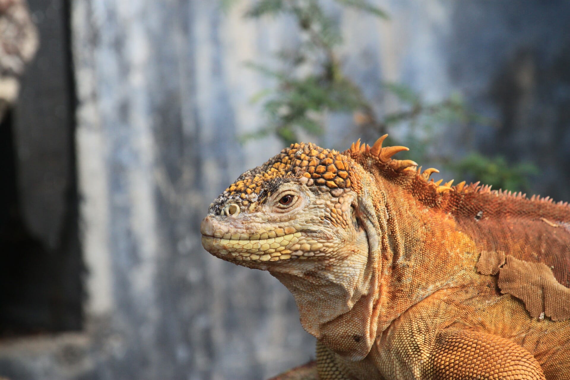 Yellow land iguana