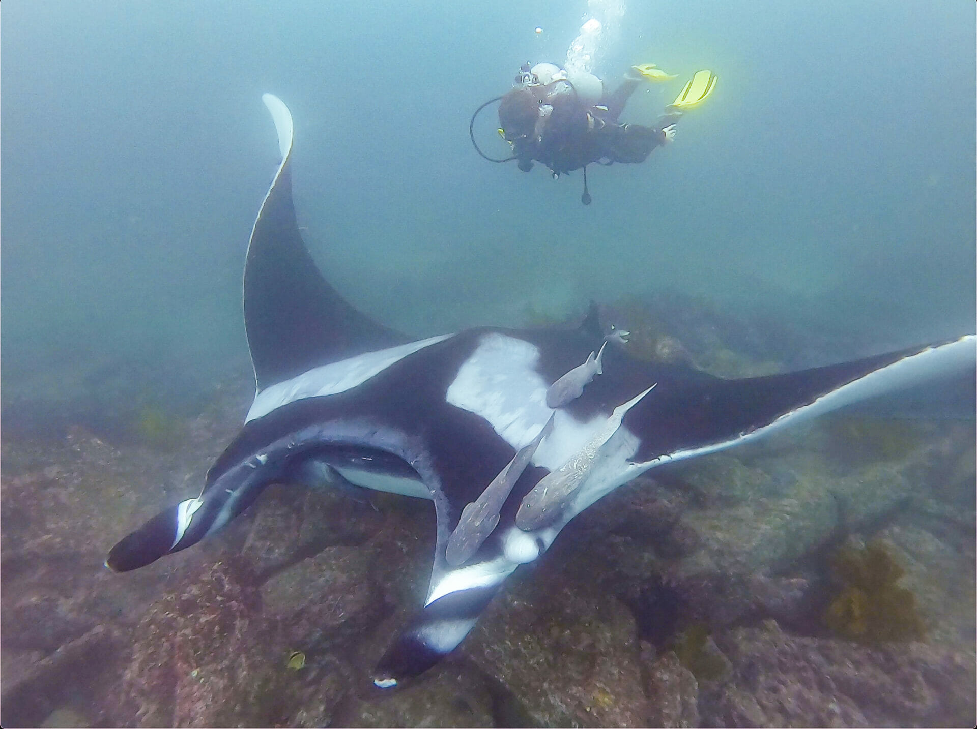 Diving with Manta Ray in Bajo Cope, Ayangue
