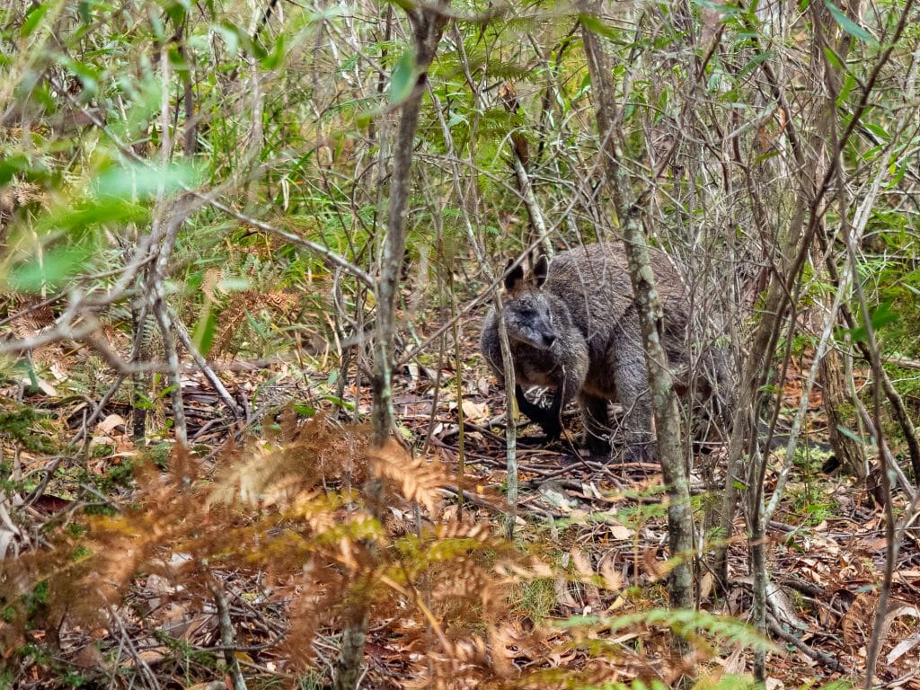 Wallaby on Grampians Peaks Trail