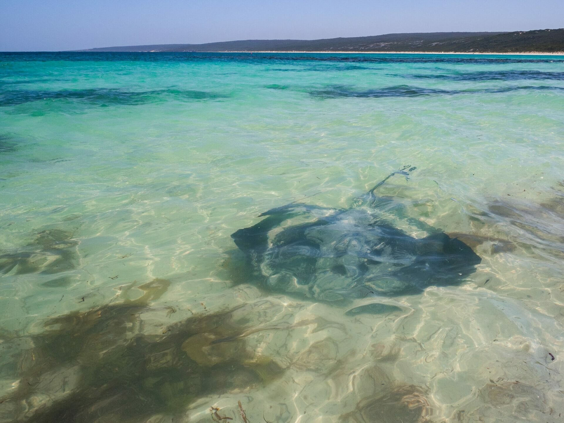 Stingray Hamelin Bay Western Australia