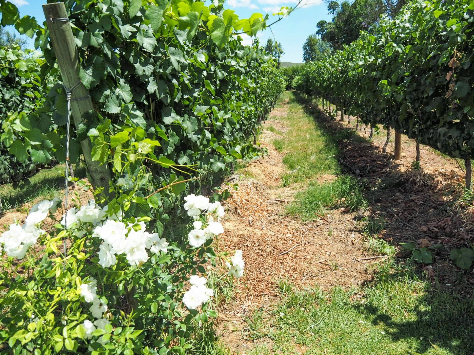 Roses in vineyard Perth Western Australia