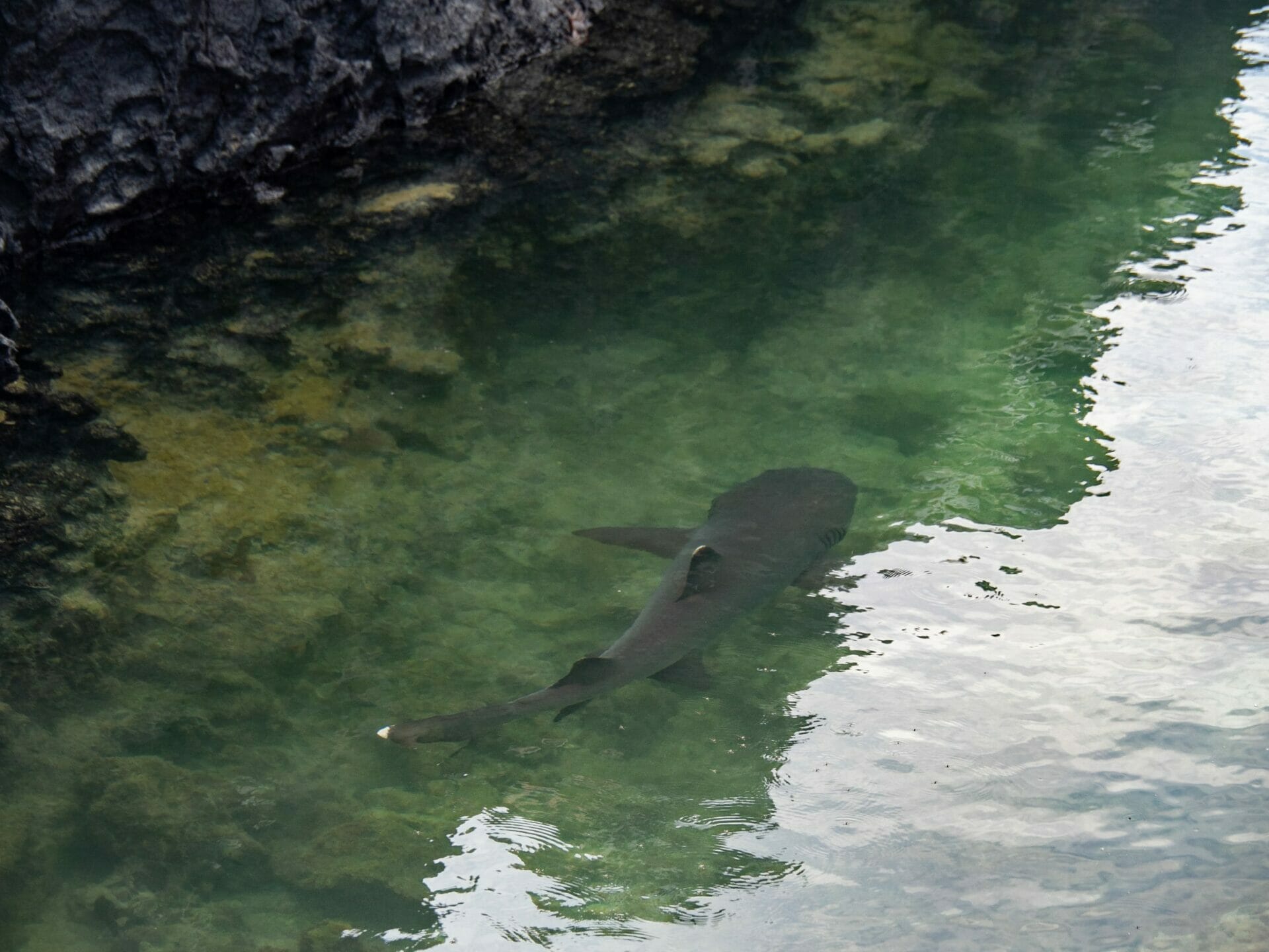 White-tip reef sharks swimming at Las Tintoreras