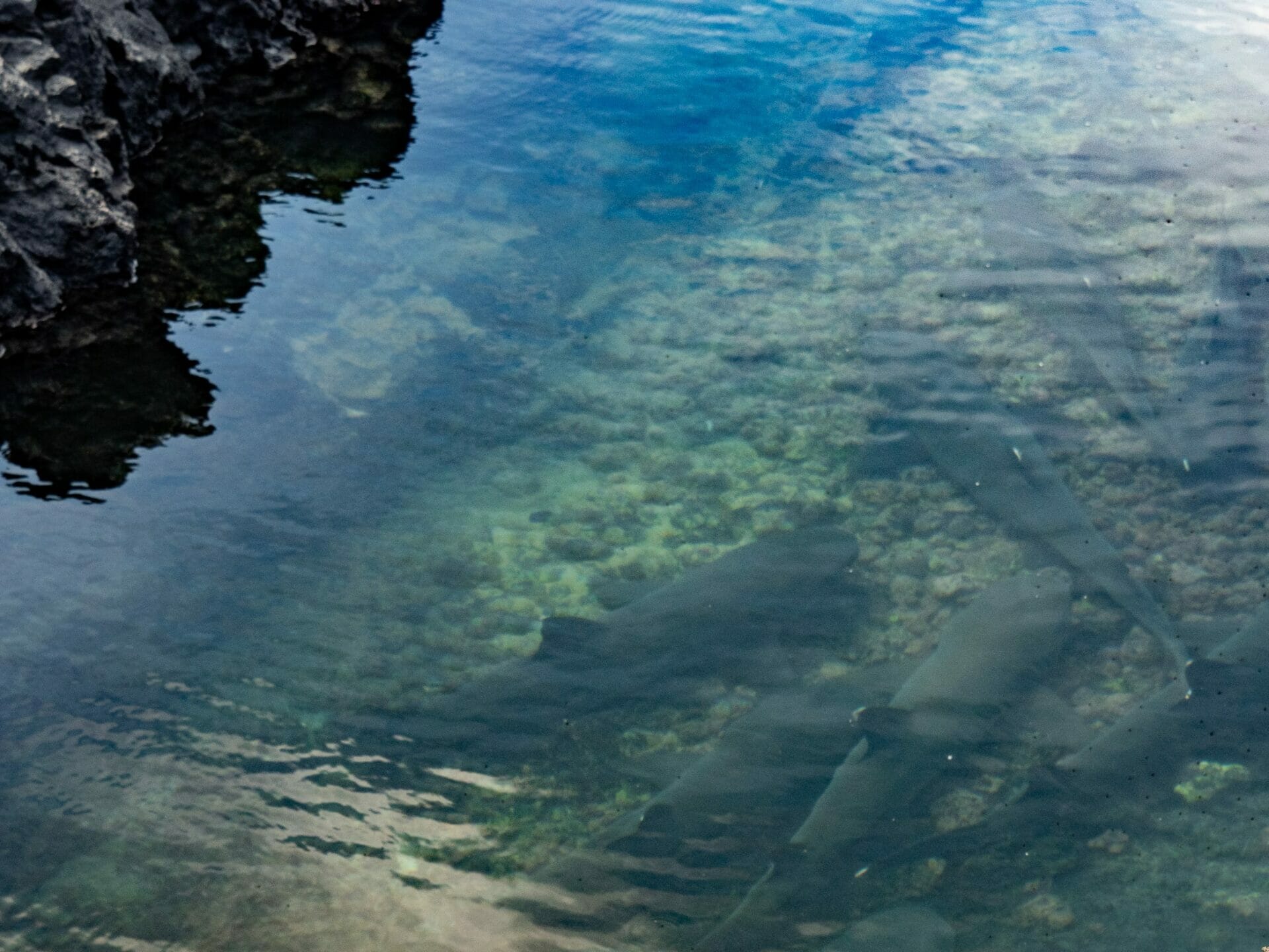 White-tip reef sharks swimming at Las Tintoreras