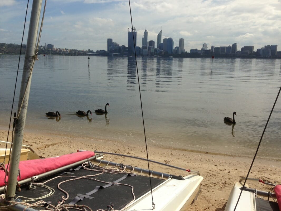 Swans and catamaran on Swan River Perth Western Australia 