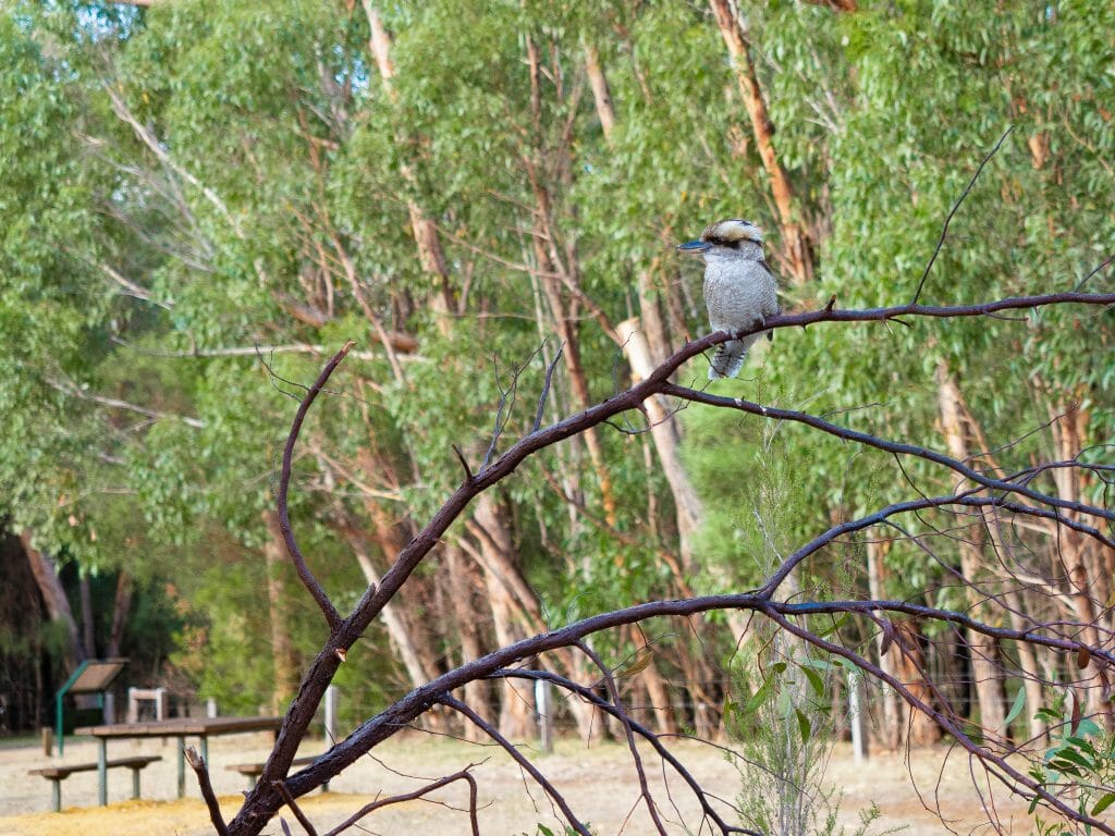 Kookaburra on Grampians Peaks Trail