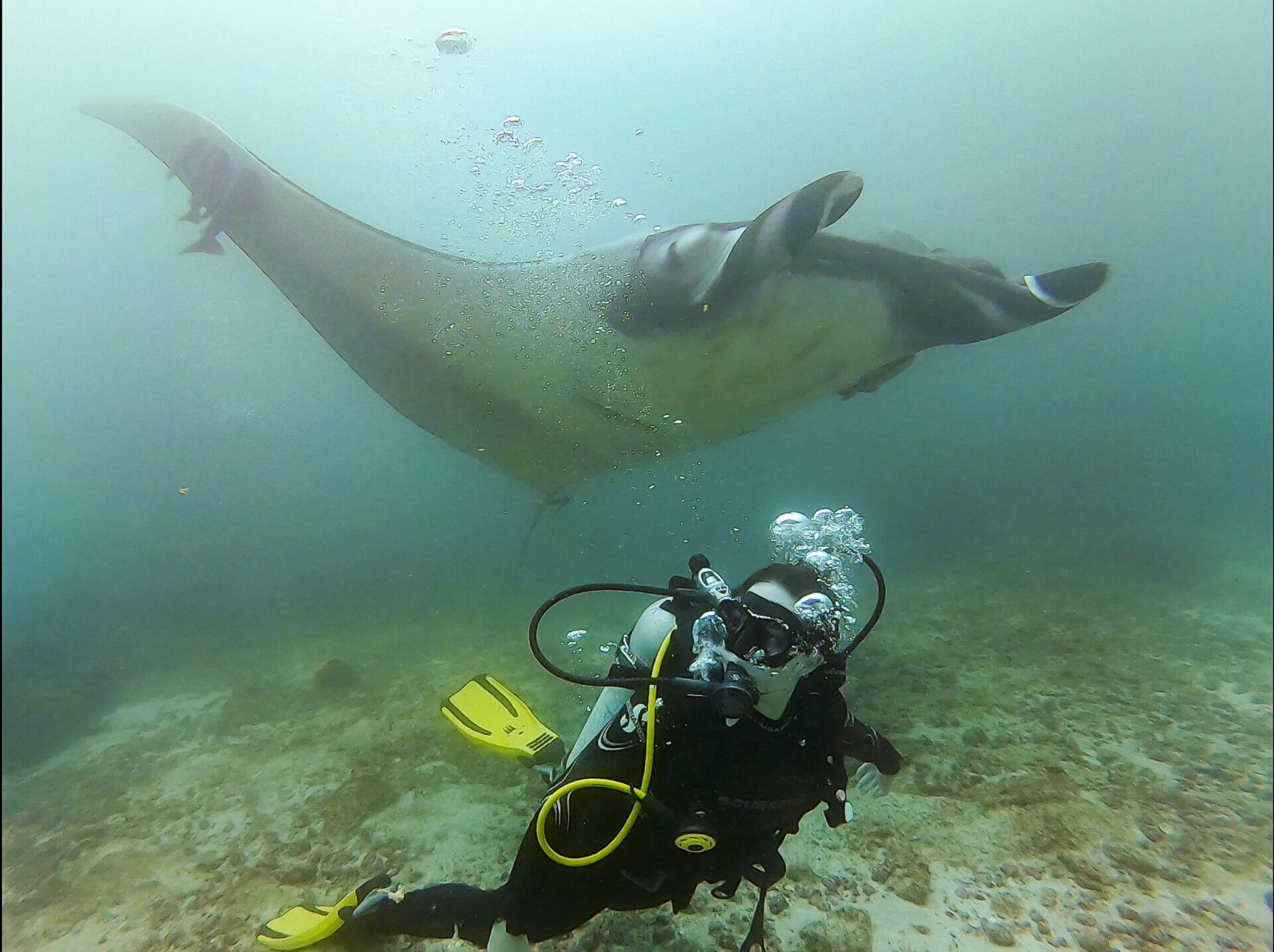 Diving with Manta Ray in Bajo Cope, Ayangue