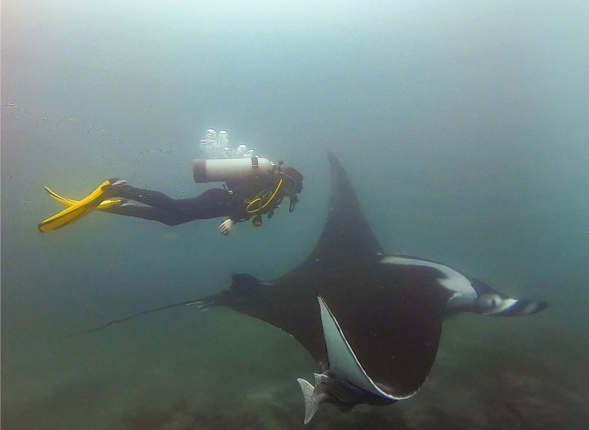 Diving with Manta Ray in Bajo Cope, Ayangue