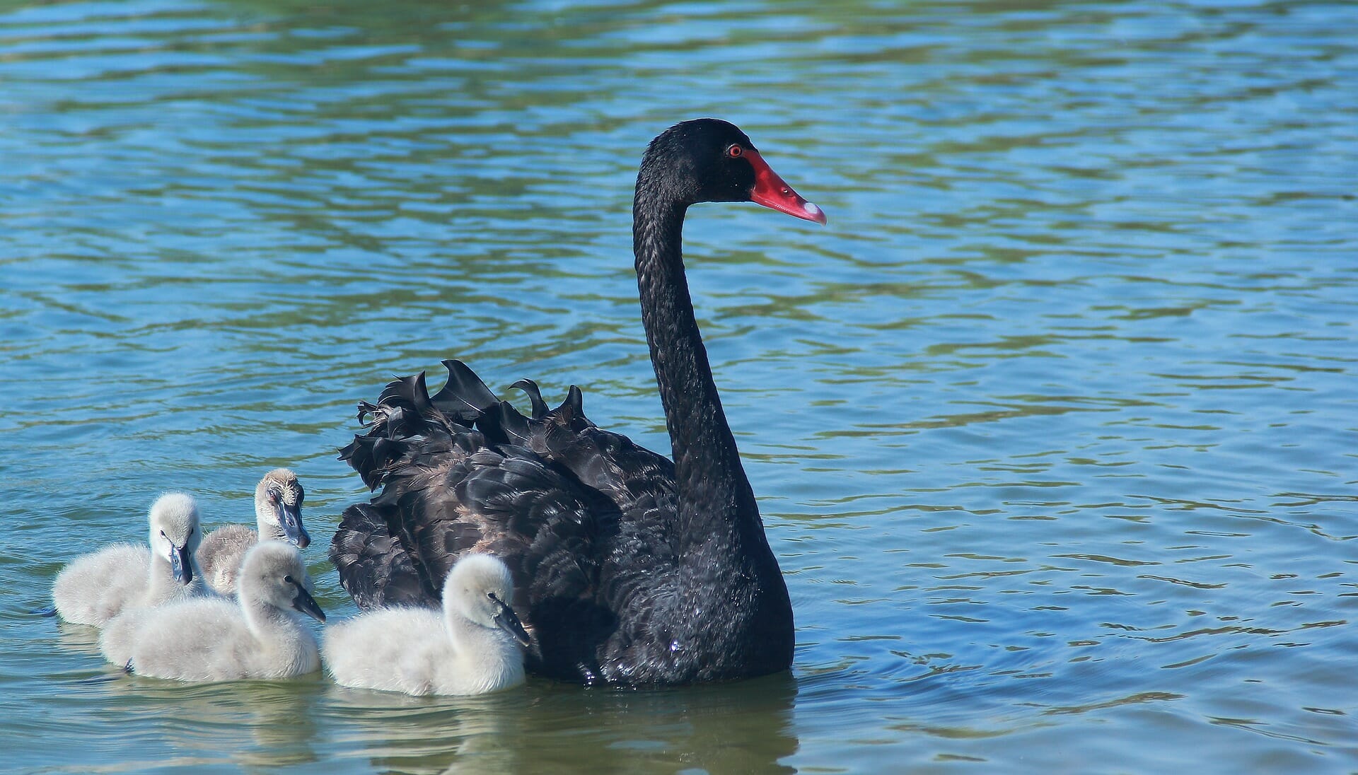 Black swan and babies on river Perth
