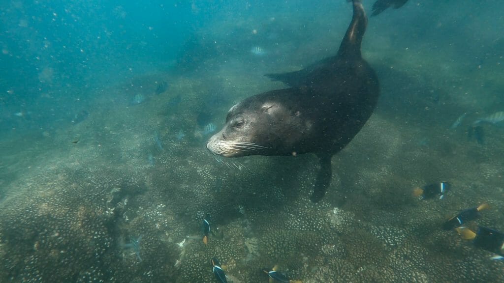 La Paz whale shark sea lion snorkel tour Baja