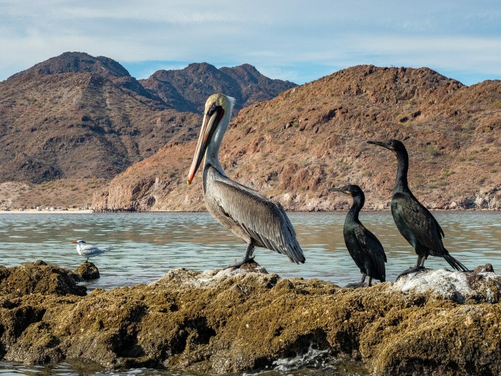 Bahia Concepcion Baja California Sur Mexico vanlife