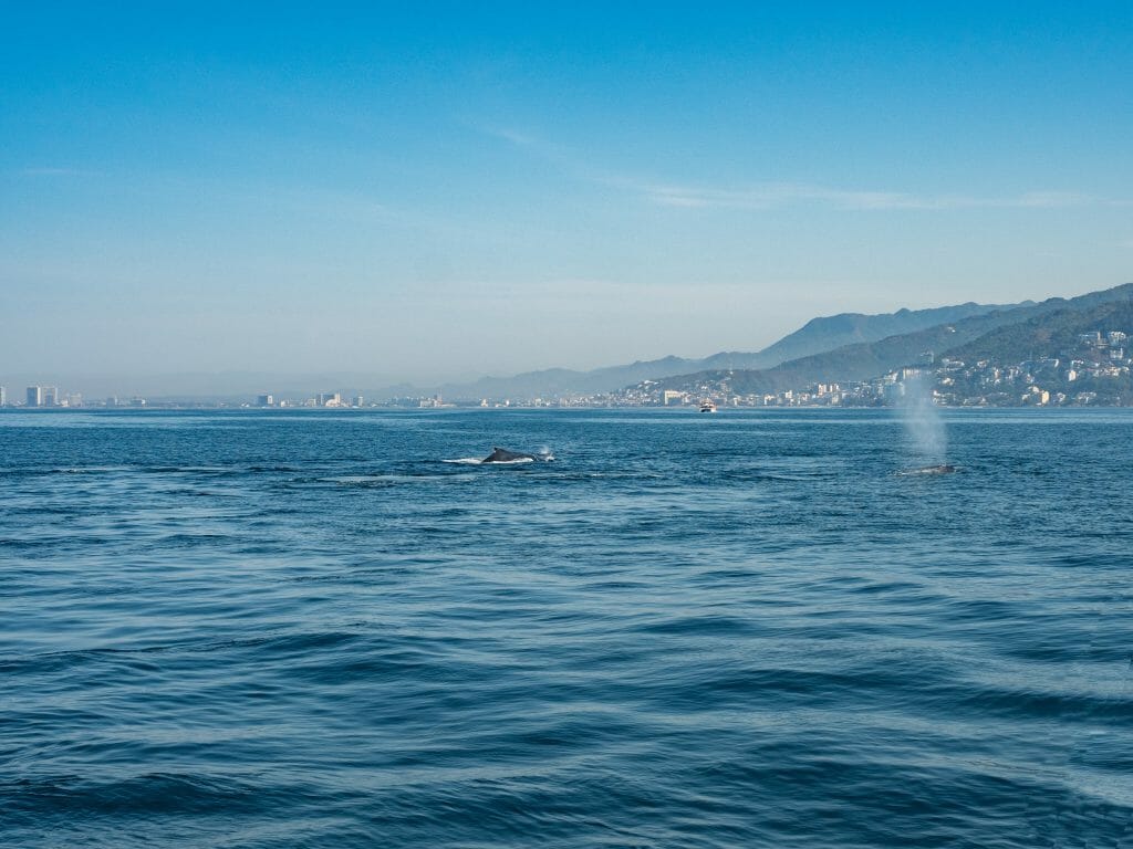 Whale watching Puerto Vallarta Jalisco Mexico