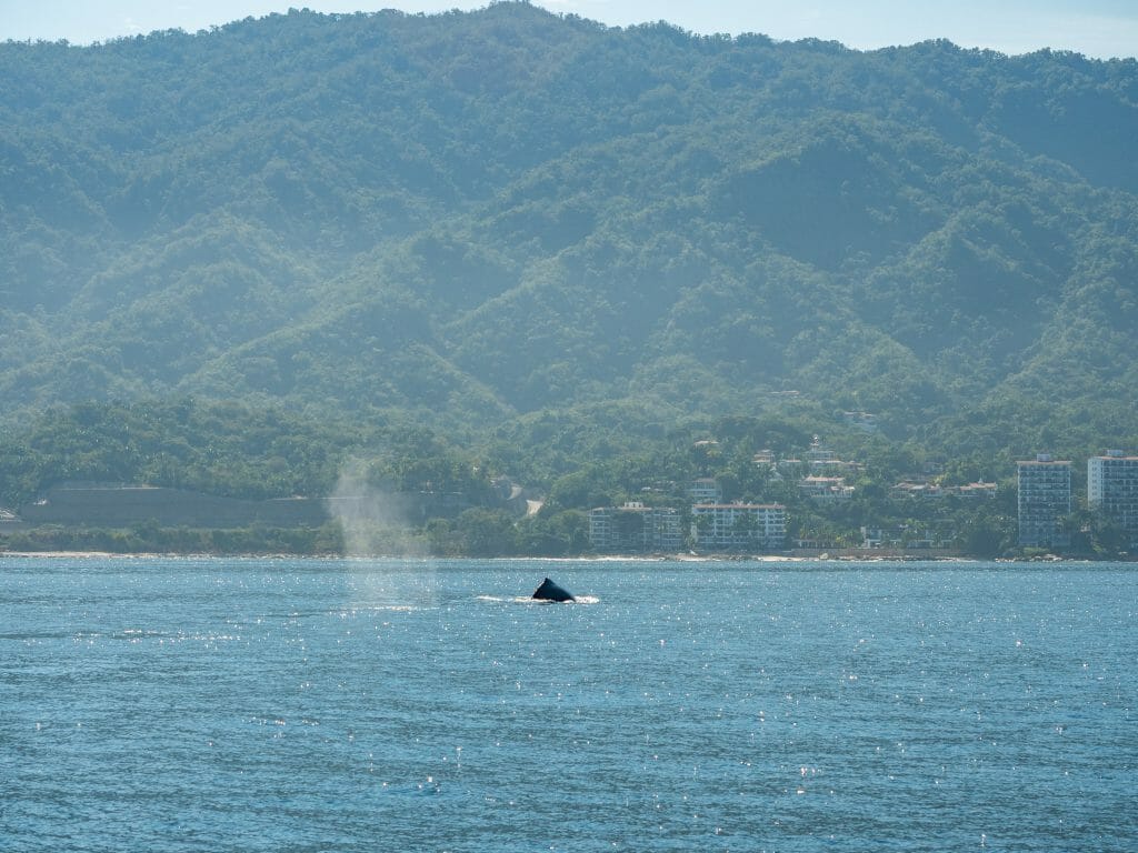Whale watching Puerto Vallarta Jalisco Mexico