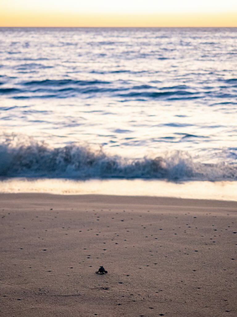 Todos Santos Baja Mexico beach baby turtle rescue