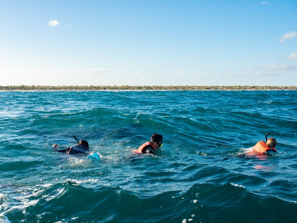 La Paz whale sharks Baja California Sur Mexico
